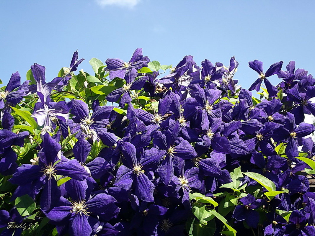 Клематис Блю Пируэт ЗКС