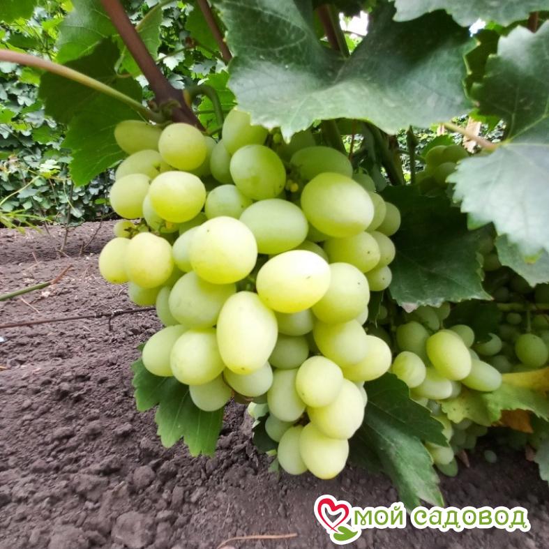 Виноград Лора