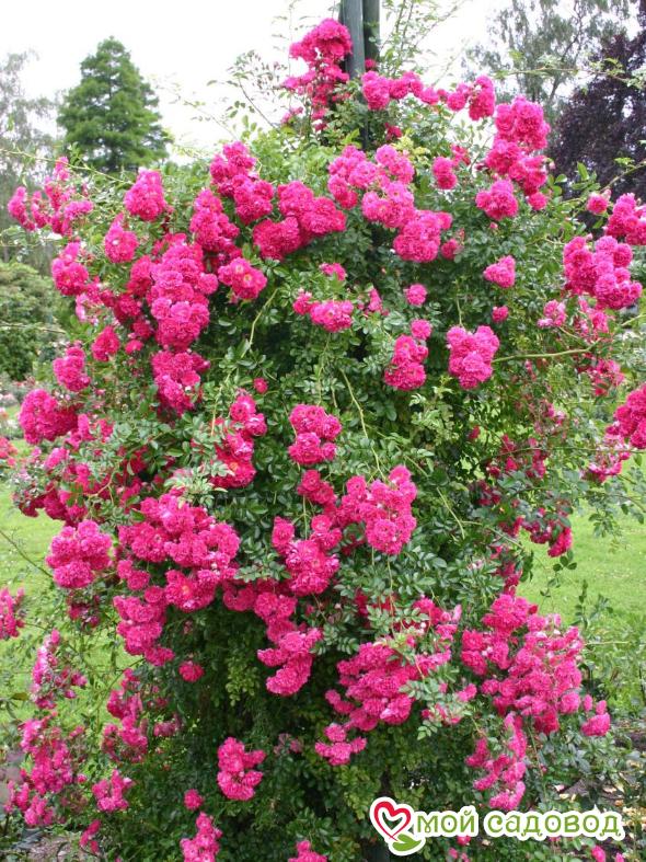 Роза Эксцельза