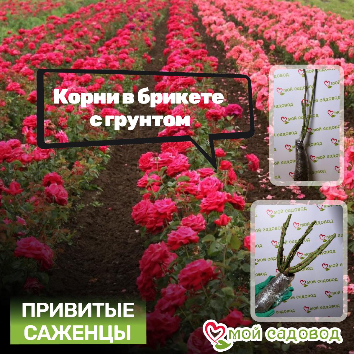 Роза Манстед Вуд