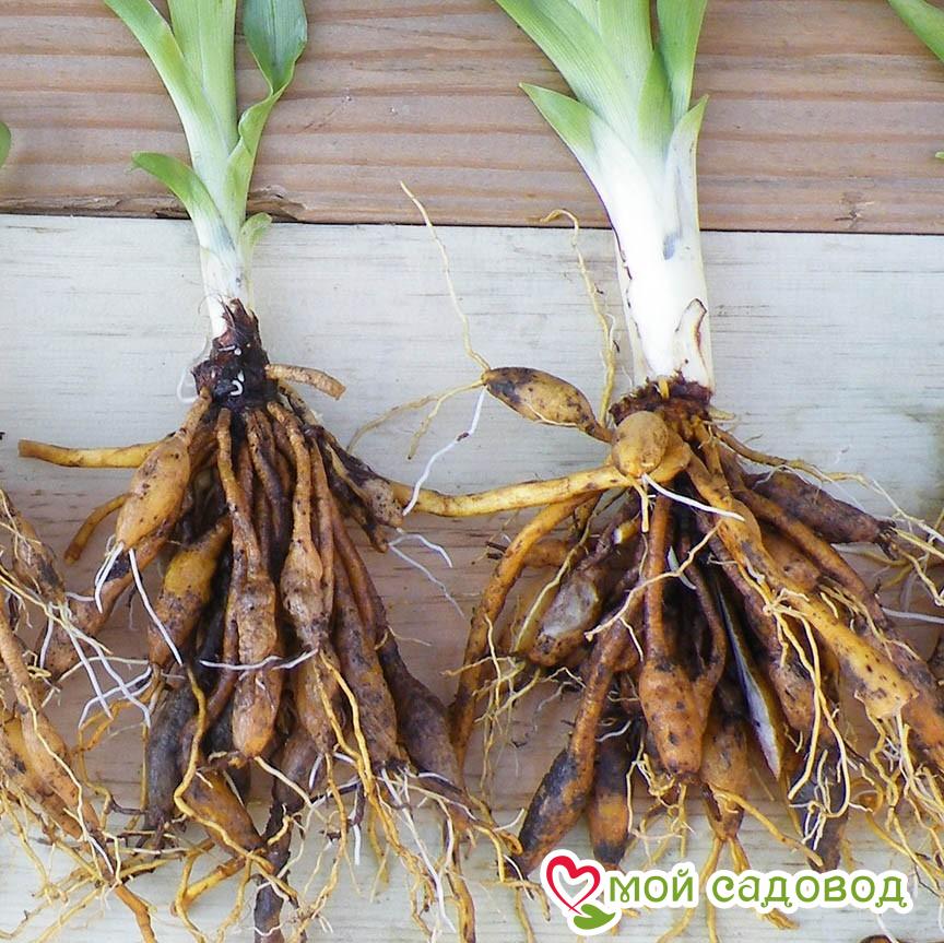 Лилейник Мюнхен Скай